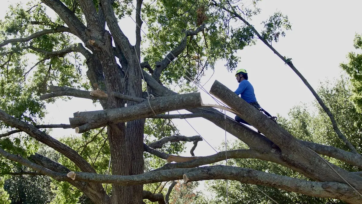 Professional Hazardous Tree Removal performed by certified arborists in Stowe